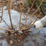 Kako orezati metličastu hortenziju u proljeće: dijagram i video za ...